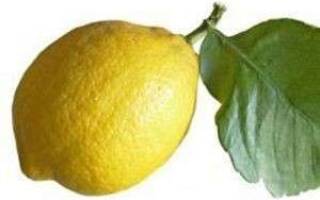 Что делать если я лимон