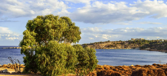 Эвкалипт из семян в домашних условиях