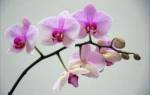 Почему не цветет орхидея после пересадки