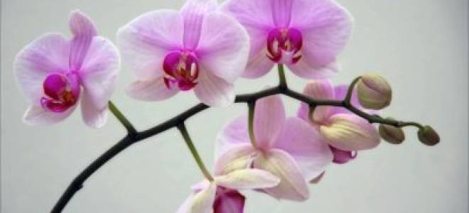 Как заставить орхидею цвести в домашних условиях