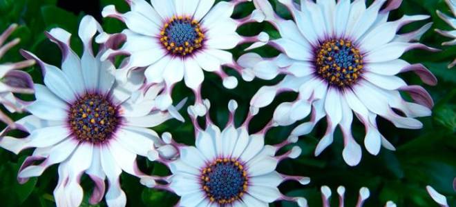 Остеоспермум многолетний или однолетний