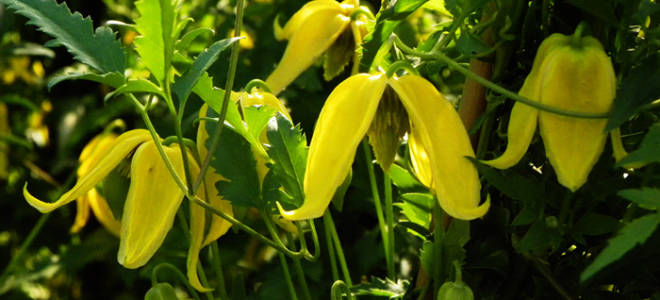 Клематис тангутика