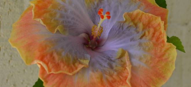 Гибискус creole lady