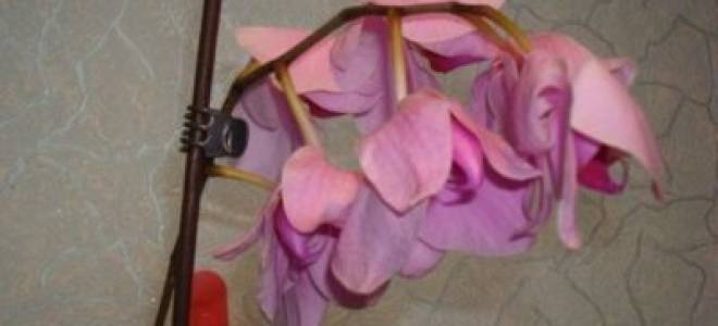 Почему опадают цветы у орхидеи