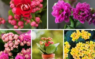 Цветущие растения для дома