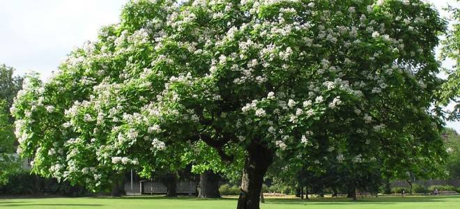 Дерево с висюльками