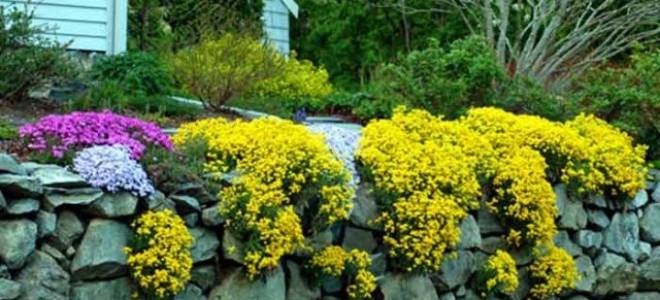 Желтые садовые цветы многолетники