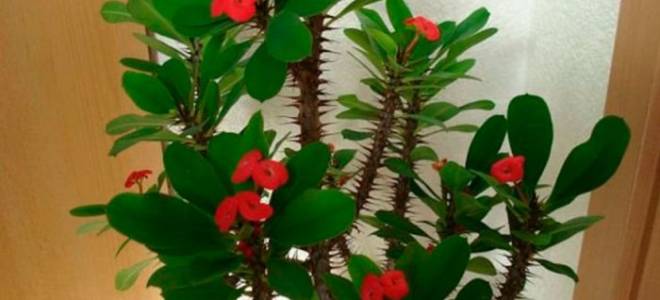 Эуфорбия цветок