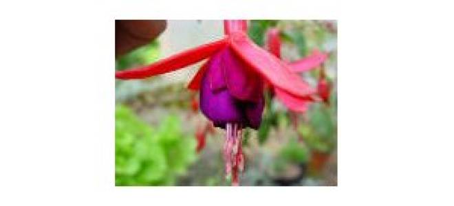 Blue eyes фуксия