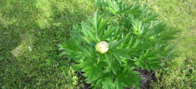 Желтый пион бартзелла