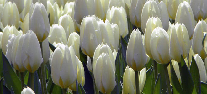 Когда пересаживать тюльпаны весной или осенью