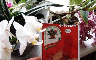 Фитоверм для орхидей