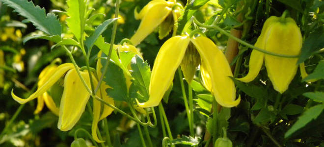 Клематис радар любви