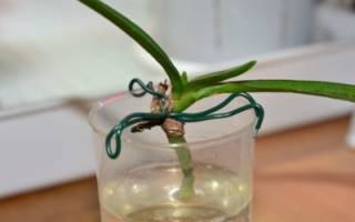 Как нарастить корни у орхидеи фаленопсис
