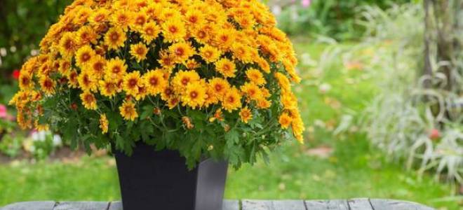 Домашняя хризантема уход