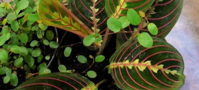 Молитвенник цветок