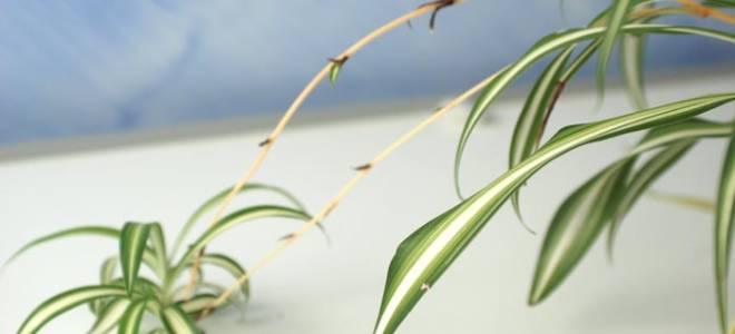 Как размножается хлорофитум