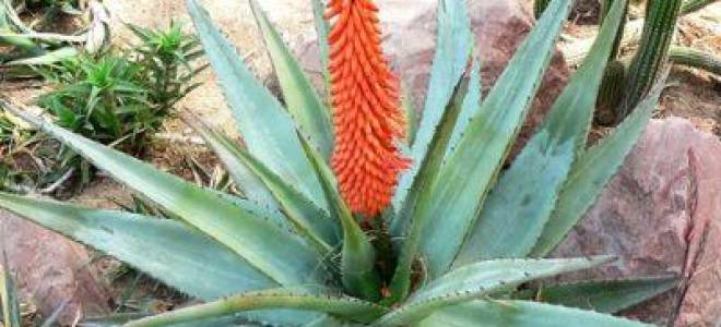 Цветок похожий на кактус