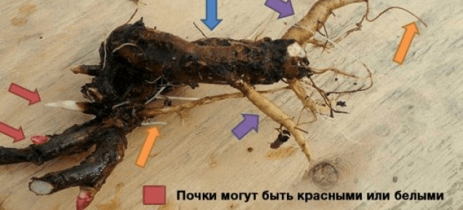 Как сажать пионы осенью