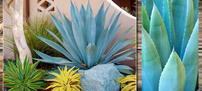 Агава мексиканская