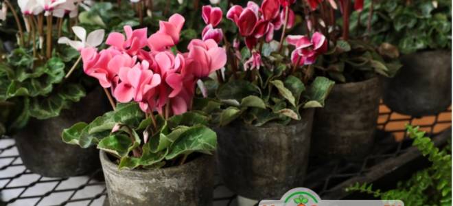 Цикламен из семян