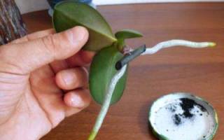 Как отделить детку от орхидеи