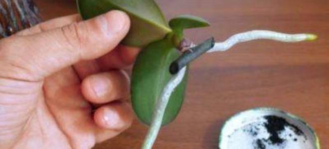 Как отделить детку от орхидеи