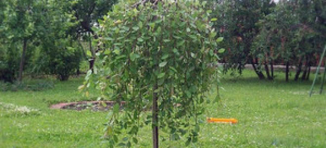 Ива козья пендула