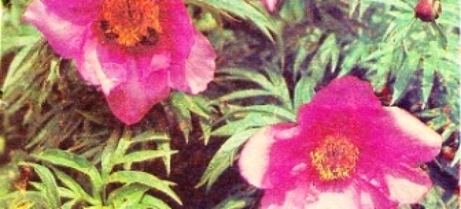 Как вырастить из семян марьин корень