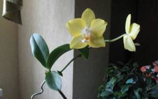 Как пересадить детку орхидеи