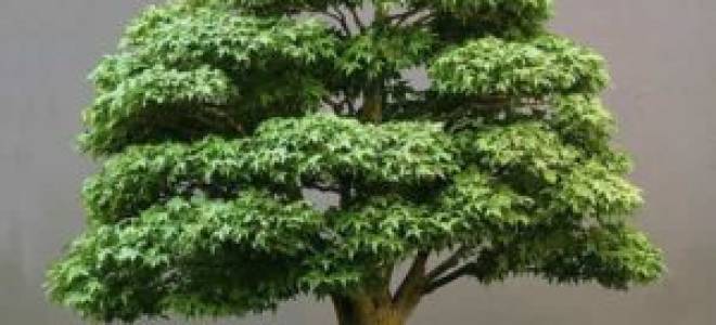 Бонсай из клена