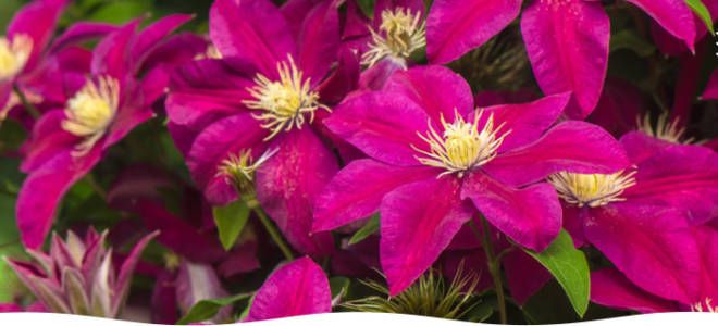 Как выращивать клематисы