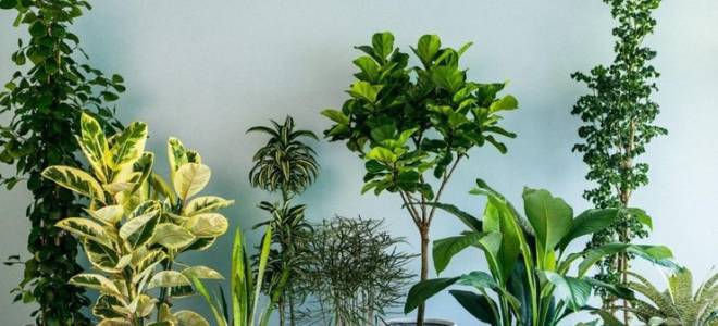 Домашний цветок с длинными узкими листьями