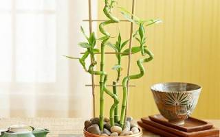 Бамбук комнатное растение
