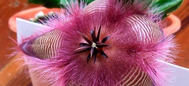 Стапелия уход в домашних условиях