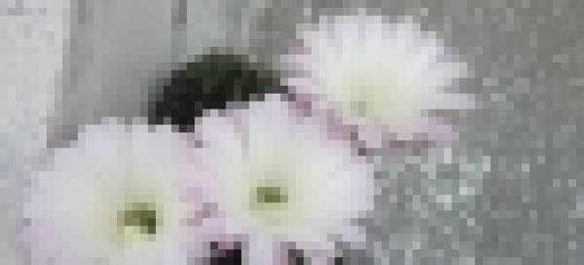 Мини марк фаленопсис