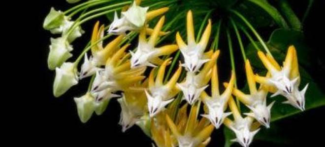 Хойя мультифлора уход в домашних условиях