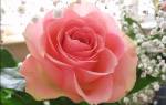 Нежно розовые розы