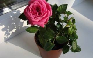 Как оживить розы в домашних условиях