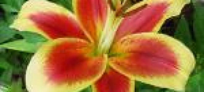 От гибриды лилий посадка и уход