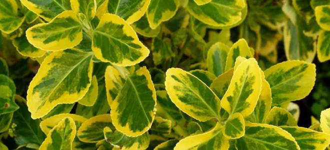 Бересклет японский