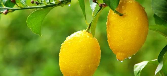 Лимон как выращивать в домашних условиях