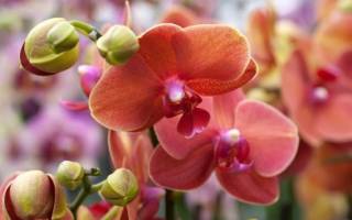 Чем подкормить орхидею чтобы зацвела
