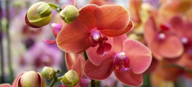 Как сделать чтобы зацвела орхидея