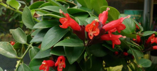 Эсхинантус красивый уход в домашних условиях