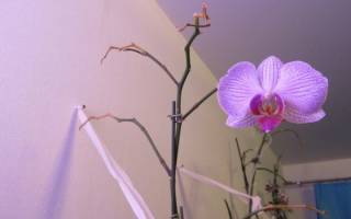 Как правильно обрезать орхидею после цветения