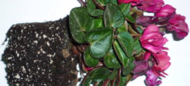 Как пересадить цикламен в другой горшок