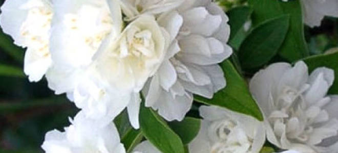 Жасмин снежная буря