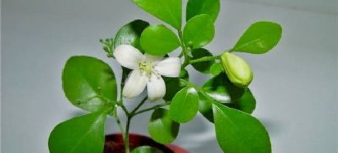 Комнатное растение мурайя