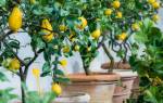 Как выращивать лимон дома